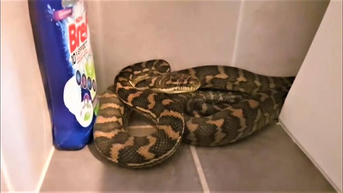 VISITOR: The snake hid behind the toilet.