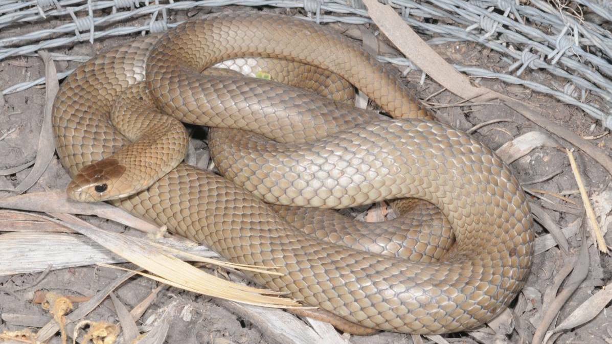 SNAKES ABOUT: It is unknown what species of snake bit a man on Russell Island on the weekend. Pictured is a highly venomous eastern brown snake.
