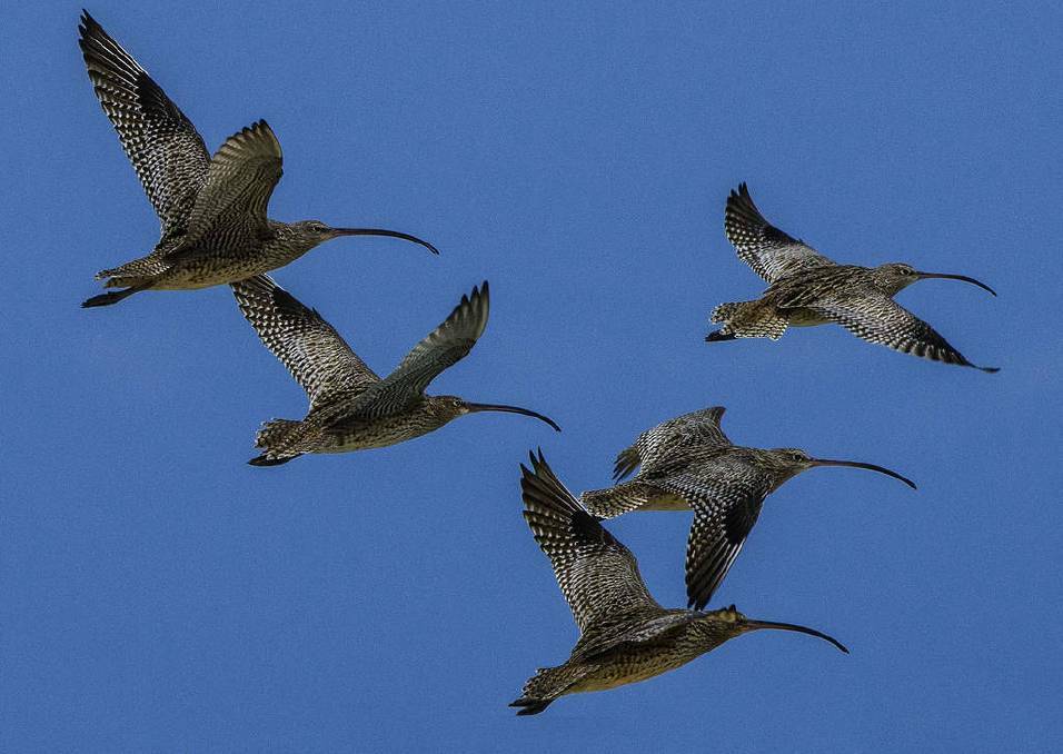 AT RISK: Species of shorebirds native to the Redlands are facing extinction.