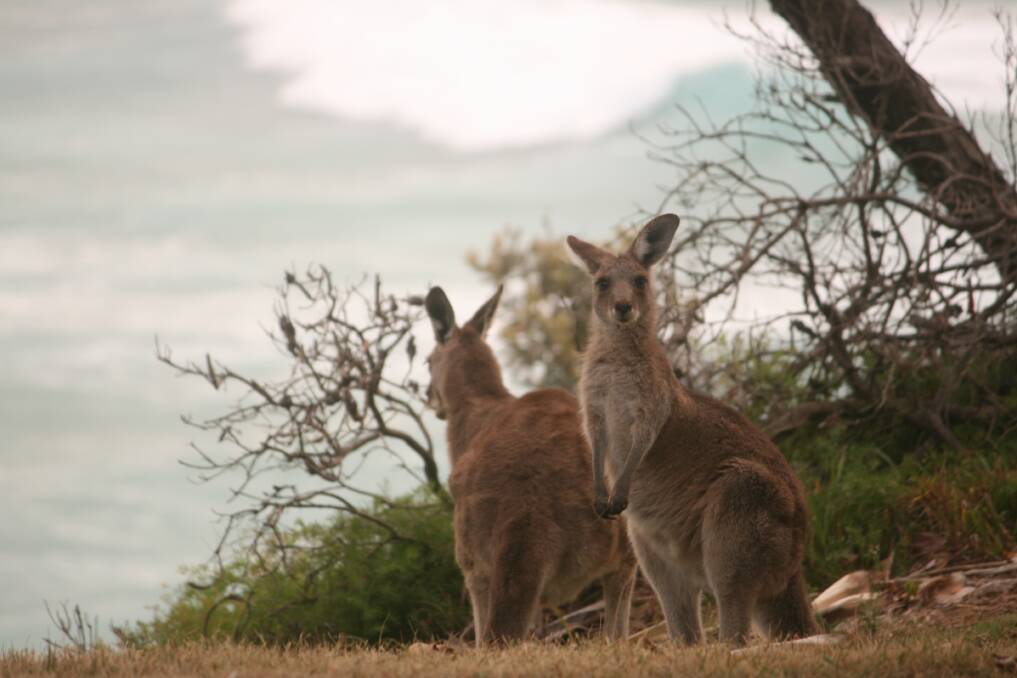 WILDLIFE: The headland was teeming with kangaroos after a quiet couple of months on Straddie.
