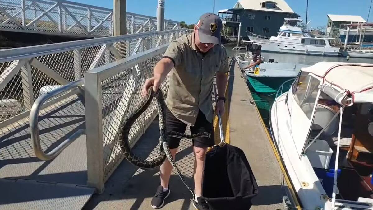STOWAWAY: Mr Morrison removed the carpet snake from the boat at the Redland Bay marina. 