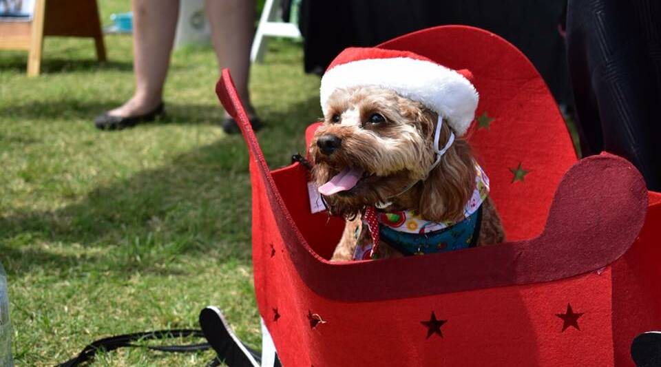 SANTA PAWS: Dogs of all sizes had a great time at last year's event.