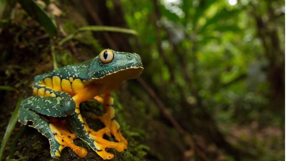 CAPTURED: A photo from the winning portfolio of the fringed leaf frog captured at Yasuni National Park in Ecuador. Photo: Jasmine Vink.
