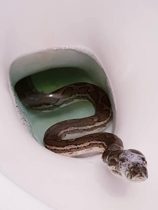 UNWELCOME VISITOR: One Wynnum family found a snake inside their toilet in mid-January. Photo: Brisbane Snake Catchers.