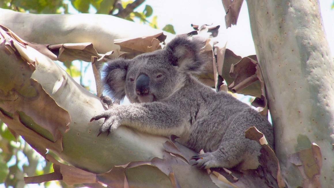 KOALA: Conservation art from local high school students will be on display until the end of October.