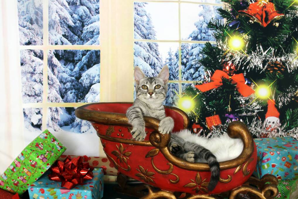 FELINE FESTIVE: This Christmas kitty was photographed in a miniature sleigh. Photo: Catography
