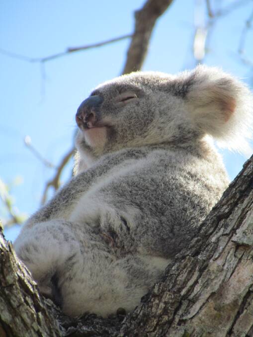 ON THE MOVE: Koalas are on the hunt for new territory before breeding season. Photo: Supplied