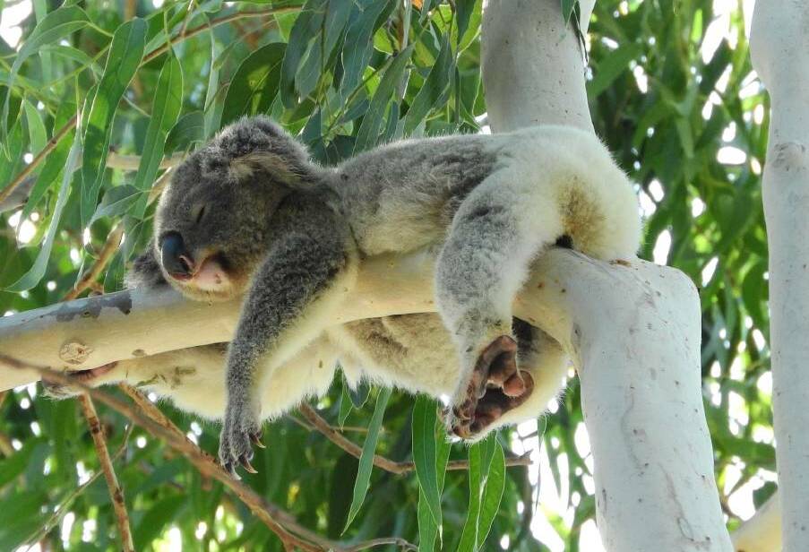 CONSERVATION: The Redlands has a high development rate and is one of the south-east's most koala-rich areas.