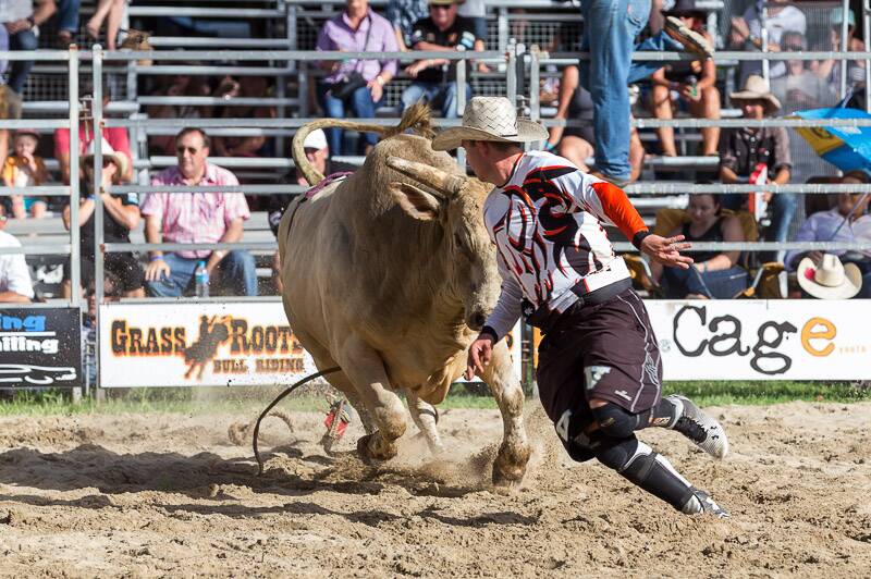 RISKY BUSINESS: The job of a bullfighter is to protect riders by getting between them and the animals.