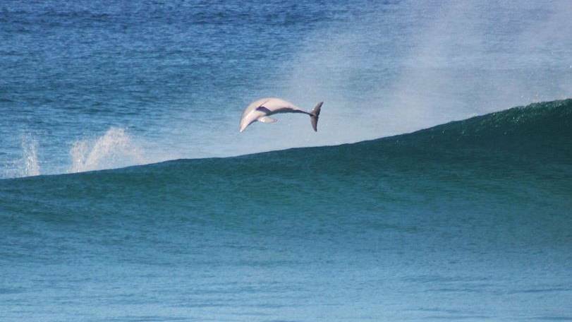 HAPPY AT SEA: A dolphin enjoys a bit of surfing off North Stradbroke Island.