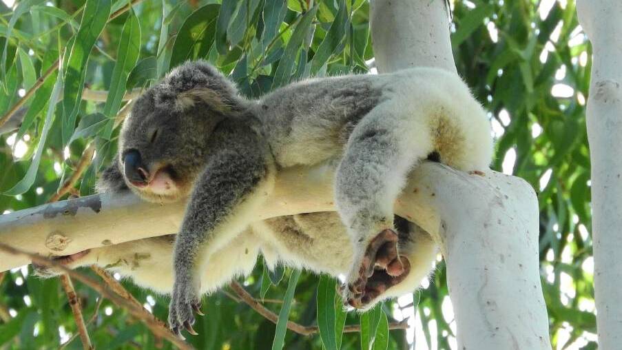AT RISK: The koala is listed as vulnerable.