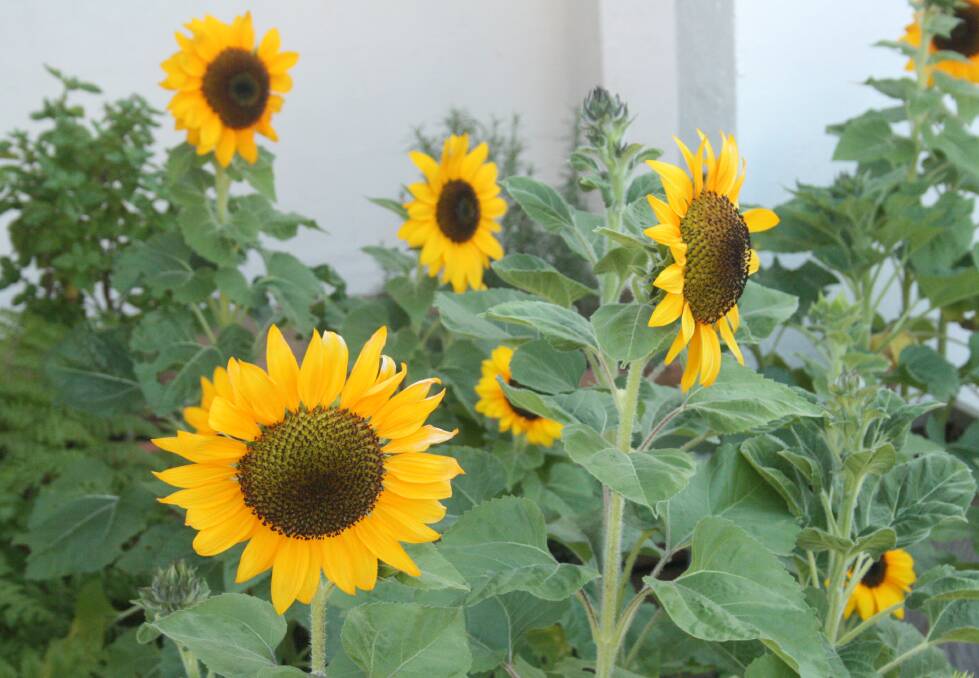 COLOURFUL: Mrs Kearney planted 150 sunflowers for her son's wedding.