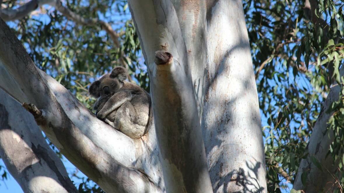 THREATENED: Parks need to be a safe haven for koalas, a local action group says.