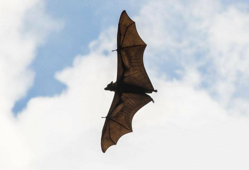 FALLING: Distressed bats affected by the hot, dry weather around the south-east are coming into contact with humans more often than usual. Photo: AAP