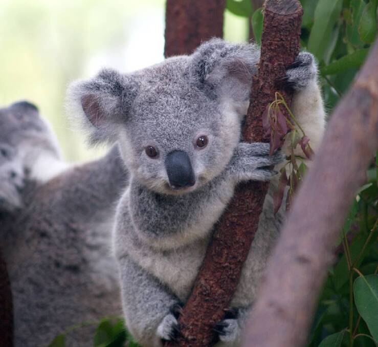 VULNERABLE: The Koala Action Group says stronger government protections are needed for koalas and their habitat.