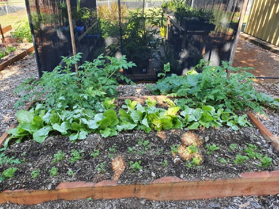 HEALTHY LIVING: Students at Dunwich State School already produce an impressive garden crop.