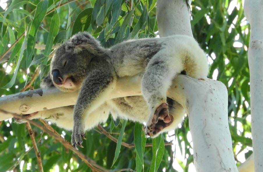 PROTECTION: Ms Richardson says council could do better to protect koalas.