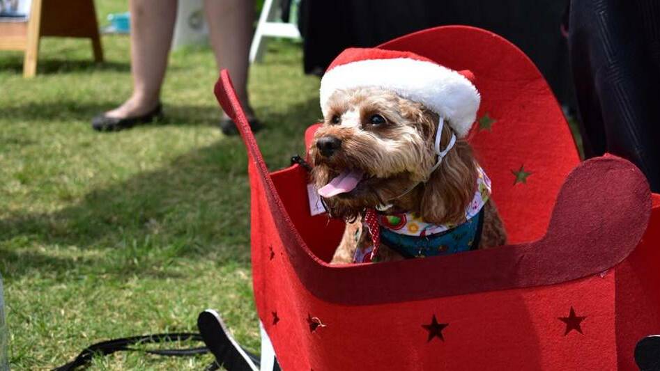PAWS FOR A PICTURE: Santa Paws in the Park attracted dogs of all shapes and sizes.