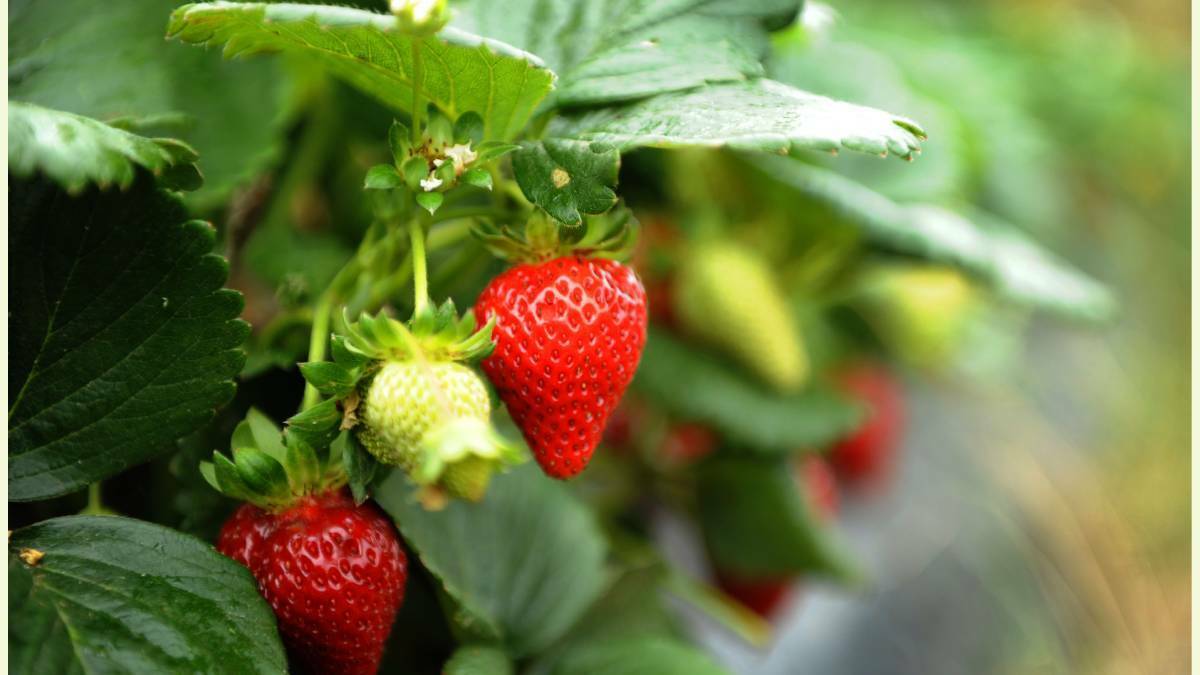 FRESH: The winter strawberry season has kicked off and berries are now ripe for the picking.