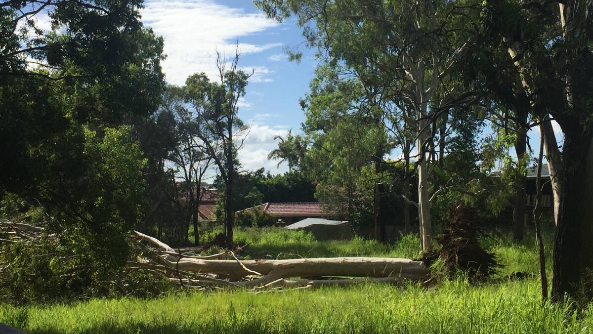 DESTINED FOR THE CHIPPER: Big gum trees were removed at Ormiston on Wednesday morning.