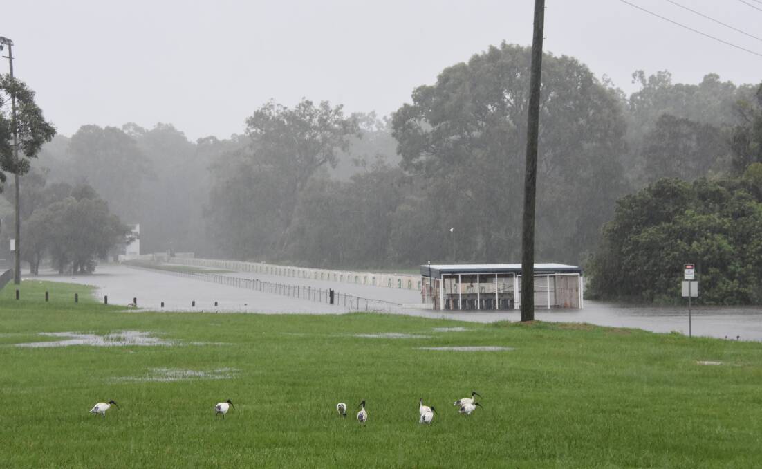 DOWNPOUR: The dog track at Capalaba was under water on Tuesday.