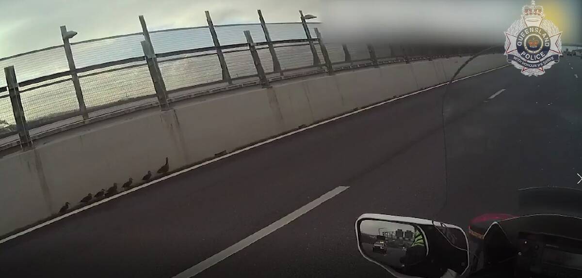 RESCUE: A police officer escorted a family of ducks across the Gateway Bridge. Photo and video: Queensland Police Service