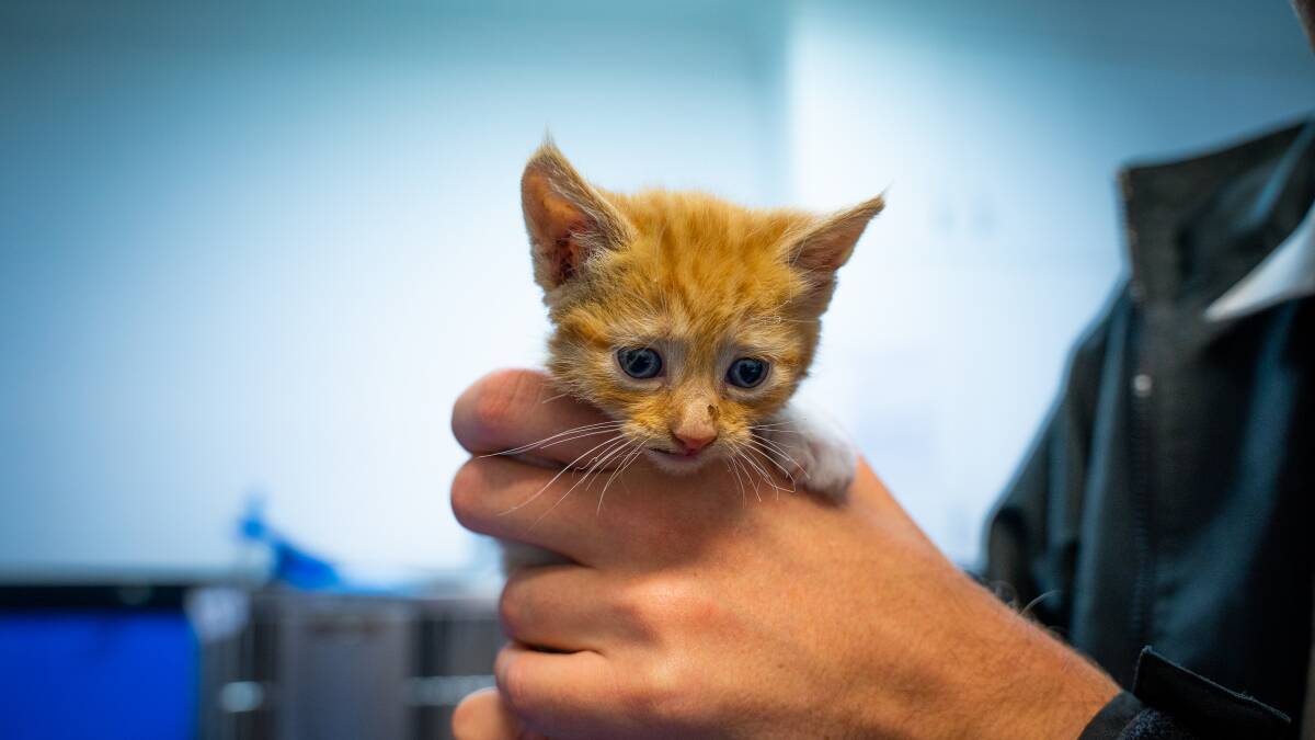 CRUEL: Charlie the ginger kitten was found wrapped in duct tape at Logan. Photo: RSPCA