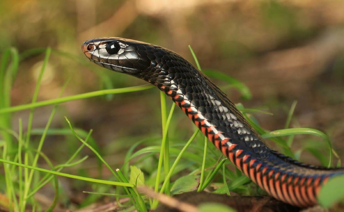 RED-BELLIED BLACK: Snakes are out and about with hatching season well under way. Photo: Gold Coast-South East Reptile Relocations