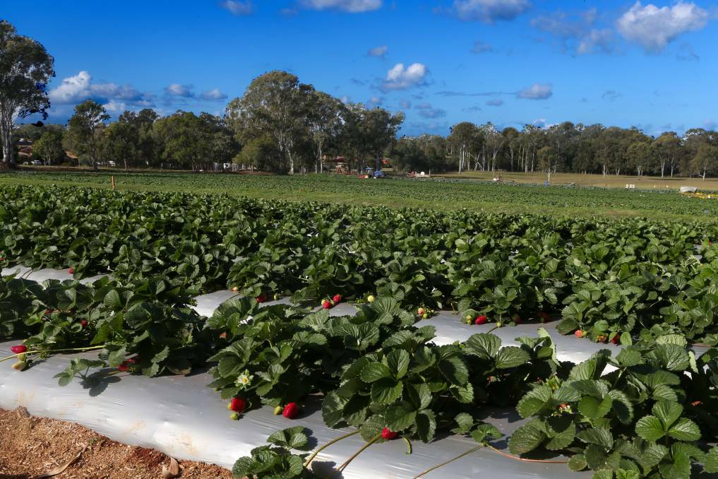 BERRY GOOD: A past year's crop of strawberries at Wellington Point Farm. Photo: Stephen Archer.
