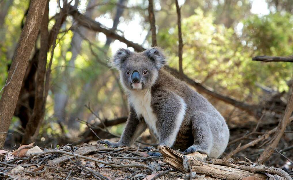 URGENT: An alliance of environmental groups headed by the Environmental Defenders Office is calling for an immediate ban on koala habitat clearing.
