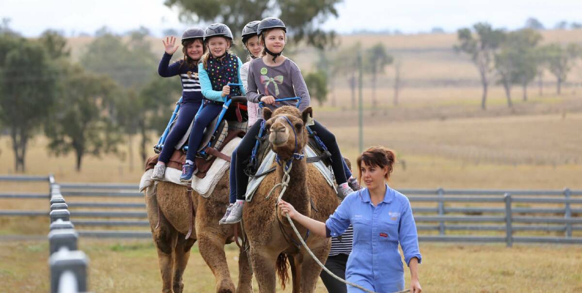 ROAD TRIPPING: Summer Land Camels at Harrisville in the Scenic Rim is one of the SEQ Council of Mayors' top pics. Photo: Scenic Rim Regional Council