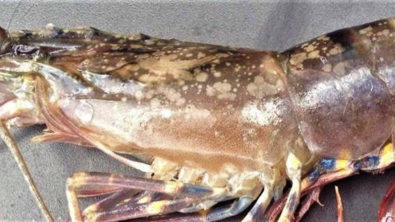 INFECTED: The tell-tale white spots show up on a prawn infected with white spot disease.
