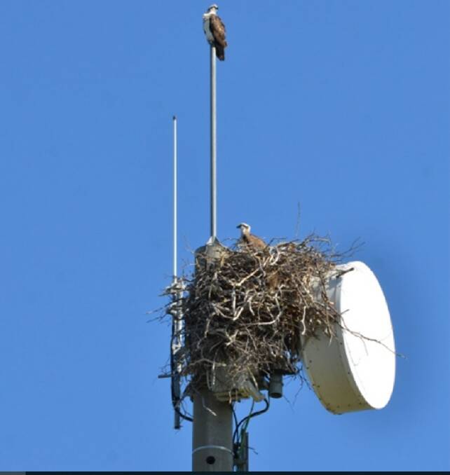 PROBLEM: The original nest was not to helpful with the communications gear.