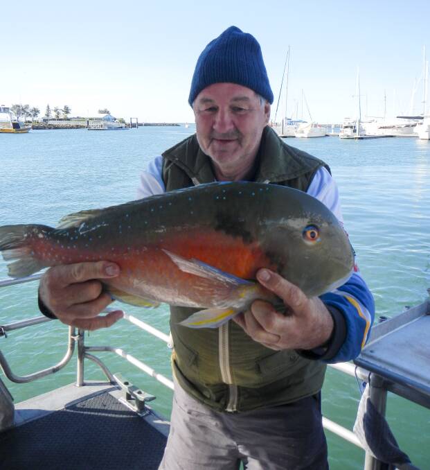 NICE TUSKIE: Eddy Thomson with a tuskfish caught on Frenzy Charters on reefs east of Moreton Island.