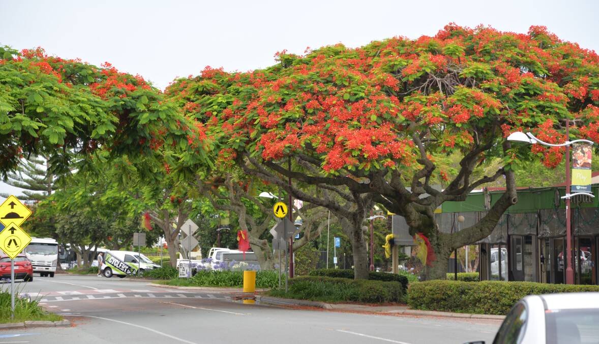 RED IS GOOD: The streetscape at Wellington Point where poincianas rule the roost.
