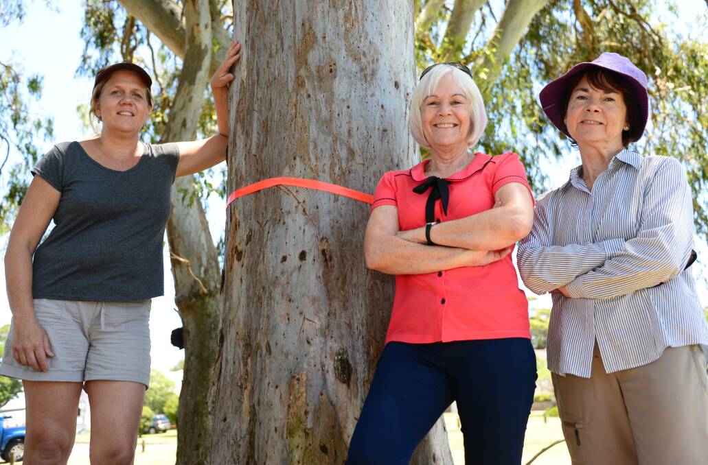 TREES IDENTIFIED: KAG members Debbie Pointing, Marian Henbery and Chris Bray at a remnant eucalypt in G.J. Walters Park, Cleveland. It had one koala and a second tree nearby on private property had two.