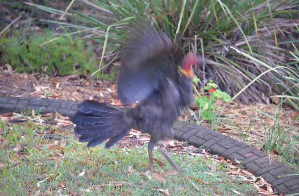 ON THE MOVE: A brush turkey at the gallop is a strange thing to see but they move surprisingly fast.
