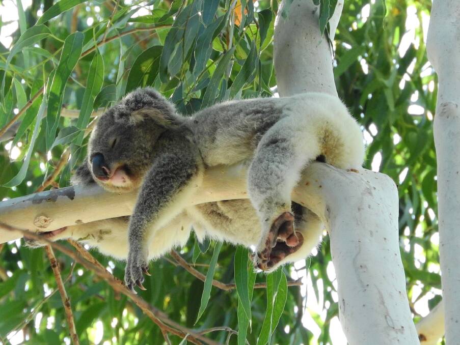 VULNERABLE: KAG fears koala conservation could be put second to commercial interests if translocation policy is changed.