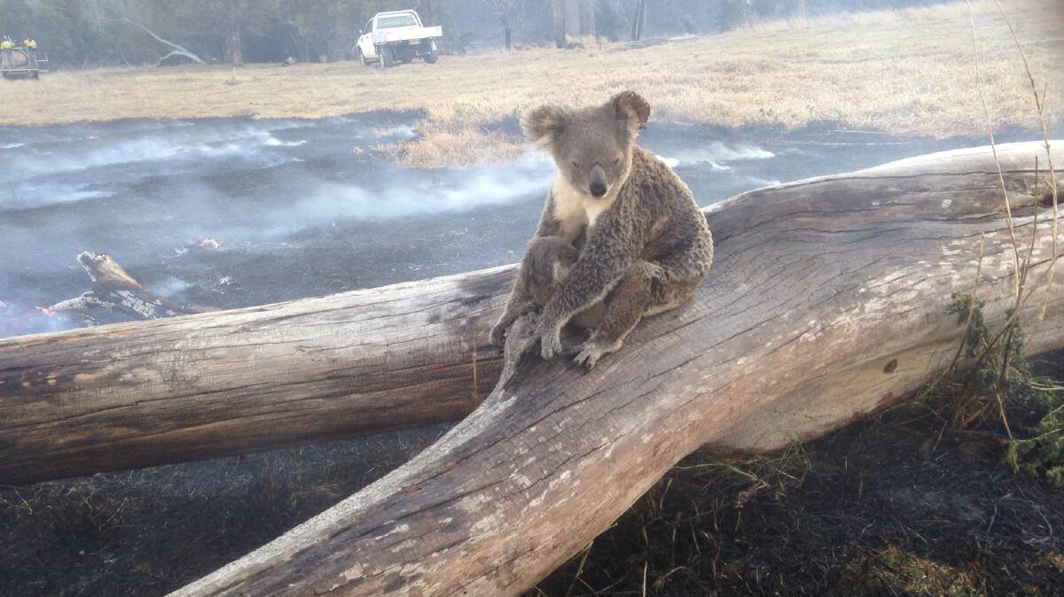 PLIGHT OF WILDLIFE: A burnt koala protects her joey from fires in the Scenic Rim last week.