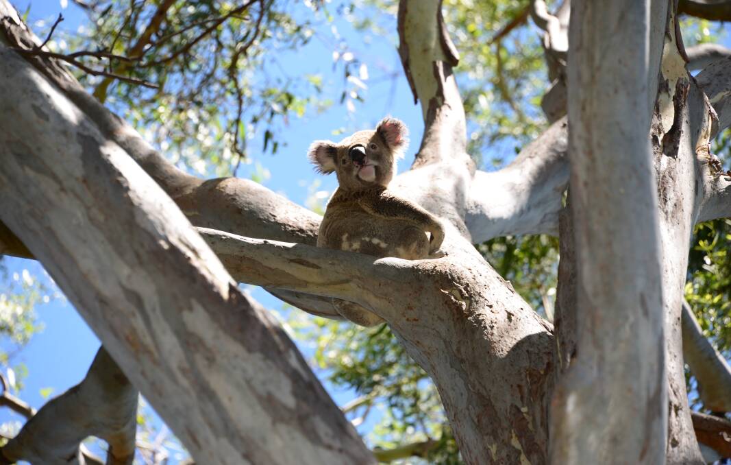 KOALA HOT SPOT: This koala was in G.J. Walters Park, near Toondah Harbour.