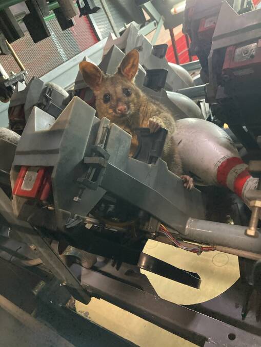 HELLO: The possum found hiding in the bowling alley machinery.