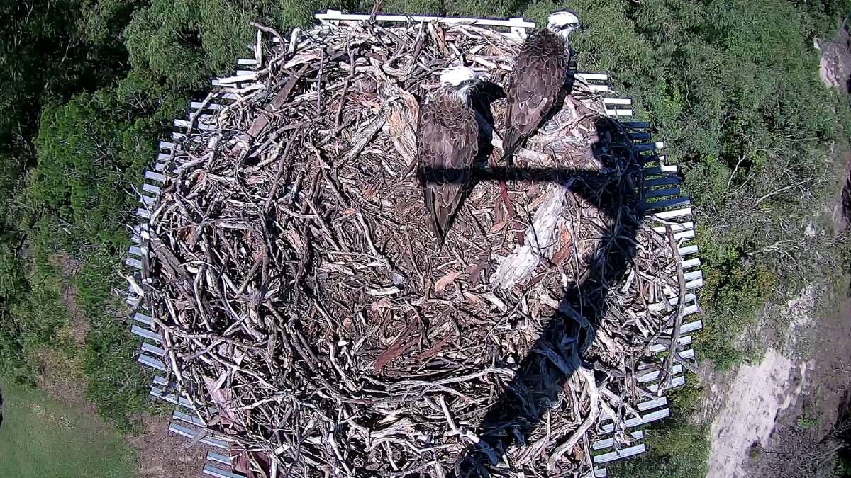 MOVING IN: The ospreys enjoy their new digs.