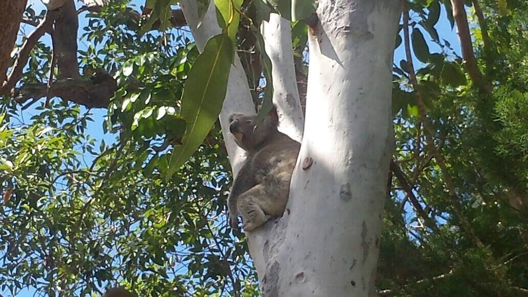 FAT AND HAPPY: A North Stradbroke Island koala rests up in the fork of a tree. The island koalas stick to a slender strip of land on the low-lying western shoreline.