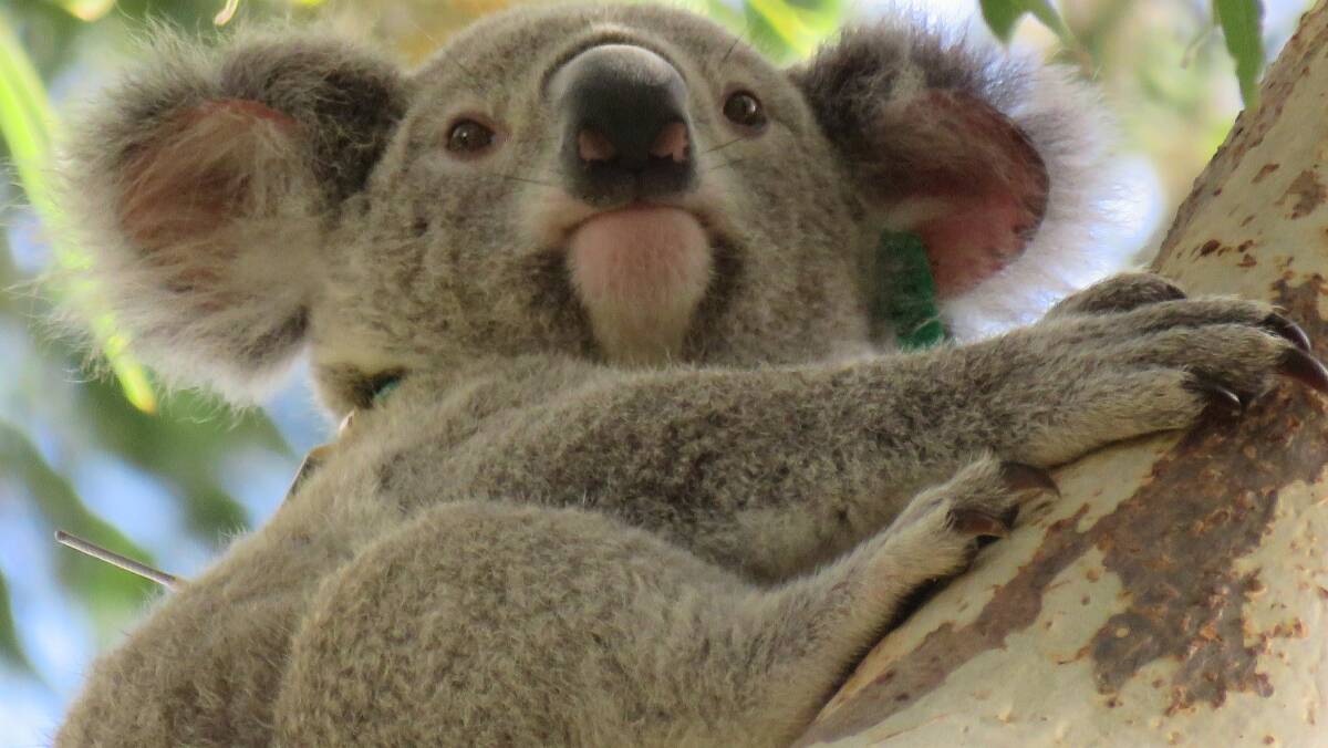 SAFE PATHS NEEDED: Activists fear koalas will be even more at risk with multiple dogs allowed in yards. The koala death toll from dogs is already extensive.
