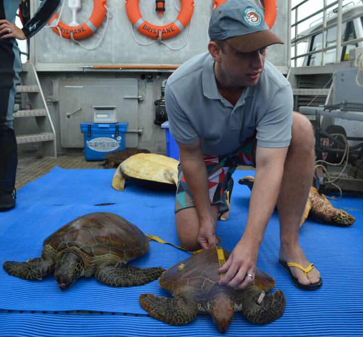 learning on the job: Environment Minister Steven Miles and Moreton Bay turtles.