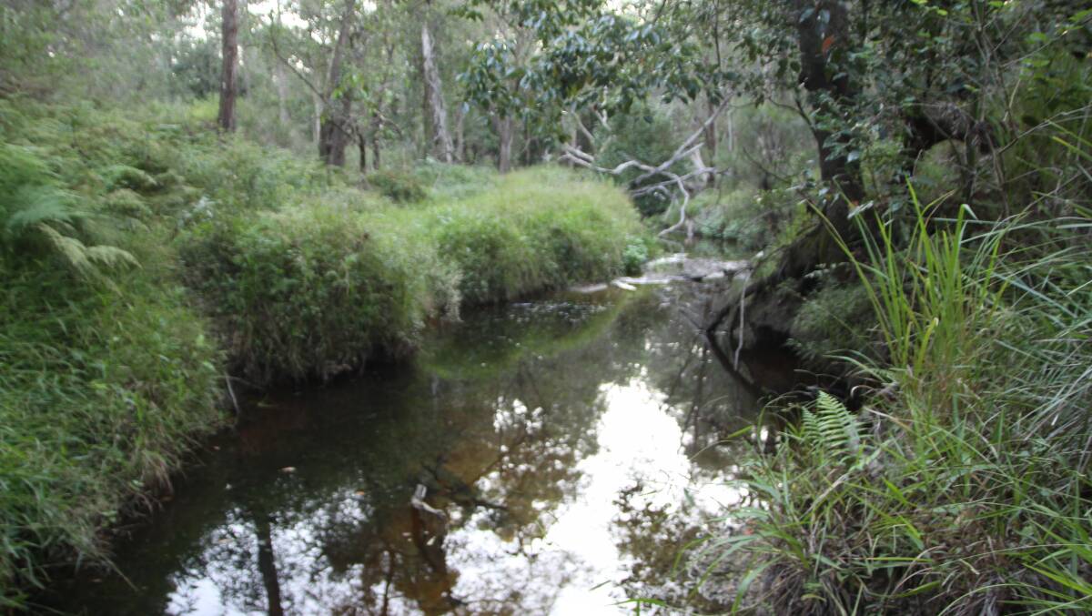 CATCHMENT: The upper reaches of Hilliards Creek.