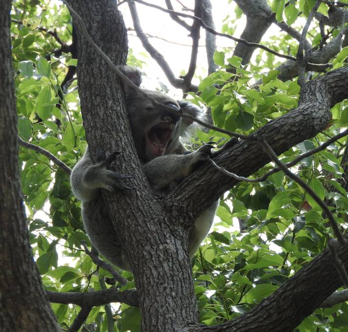 LADIES, CAN YOU HEAR ME: This big male koala bellows his mating call from a tree on Shore Street East. US visitors were thrilled to see these animals in the wild.