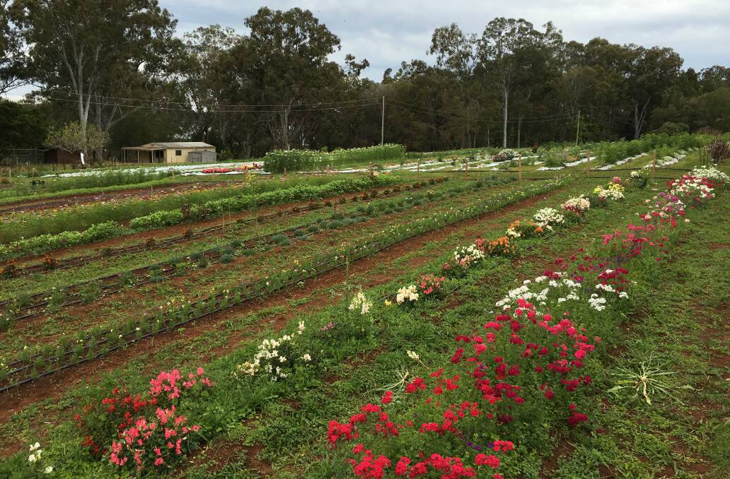 The farm growing its produce in fine Redland soils.