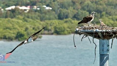 OSPREY BUSINESS: The osprey pole and its occupants at Wellington Point.