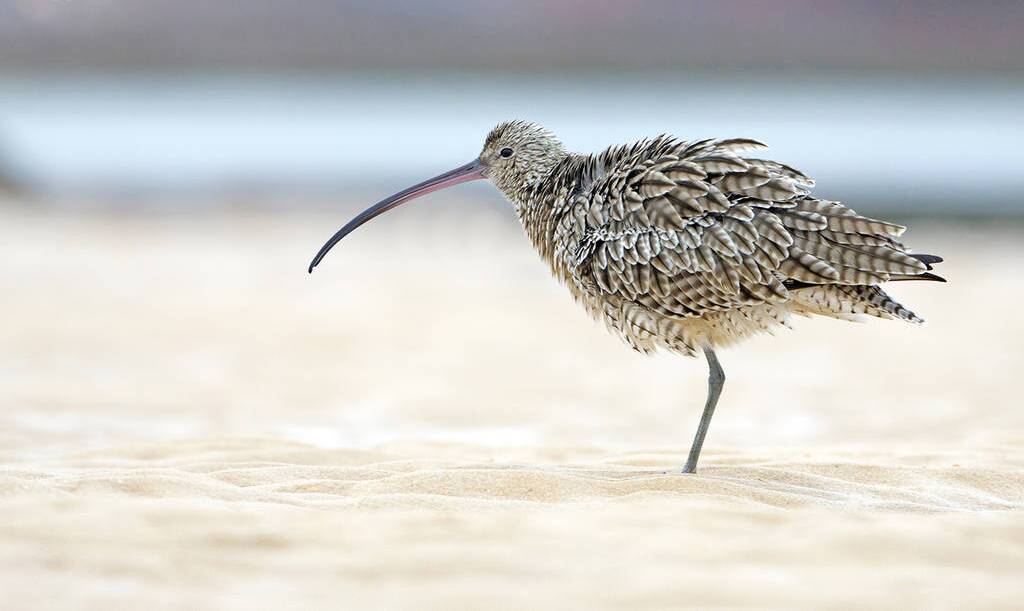 AT RISK: The eastern curlew. Photo: Dan Weller 
